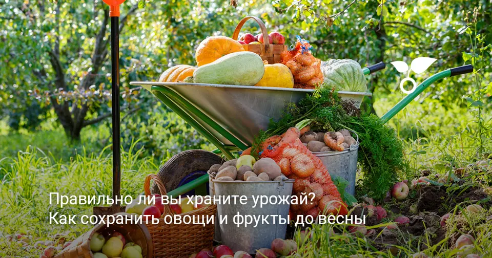 Урожай портится в погребе? Проверьте, что лежит рядом